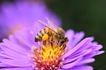 honey bee, aster, bee, pollination, purple flower, insect, garden, fall, close up, flower wallpaper, flower, floral background, flower background, blossom, bloom, nature, flora, macro, hd wallpaper, beautiful flowers, purple