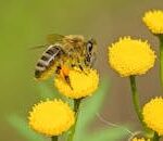 Detailed shot of a honeybee pollinating vibrant yellow flowers in nature.